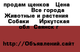 продам щенков › Цена ­ 15 000 - Все города Животные и растения » Собаки   . Иркутская обл.,Саянск г.